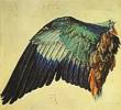 Flügel einer Blaurake, 1512