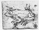 Frosch, um 1513, Tinte